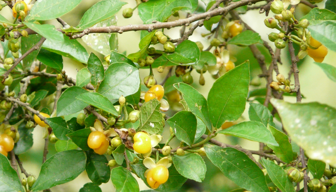 Herbal Garden Images